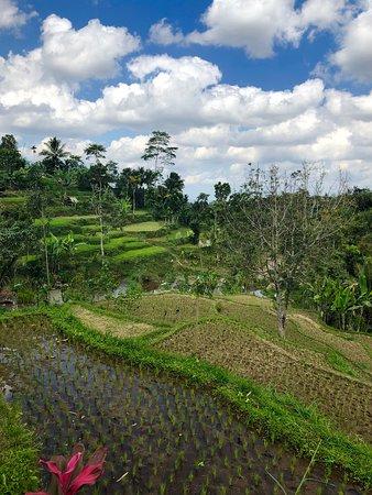 Warung Monkey Forest