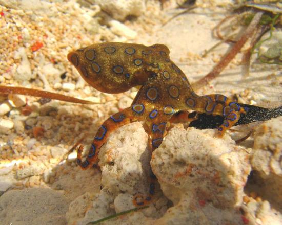 Two Fish Divers Senggigi