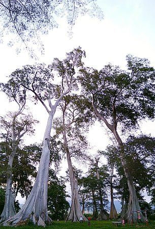 Big Tree Sambelia